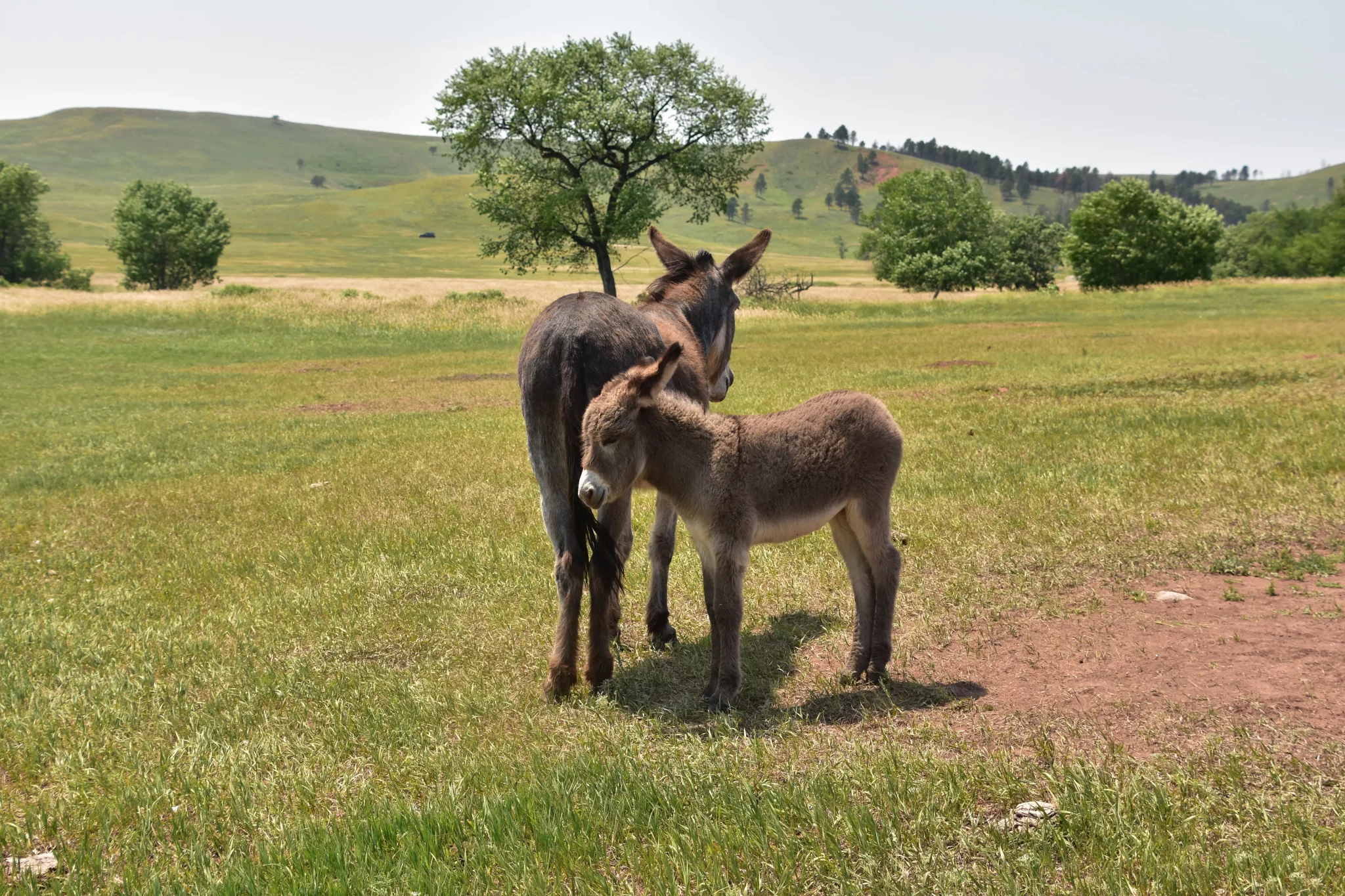 burros-marrones-de-madre-y-bebe-parados-juntos