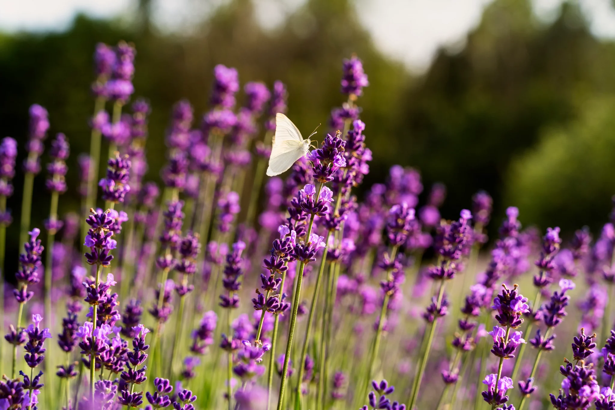 hermosas-flores-campo-de-lavanda