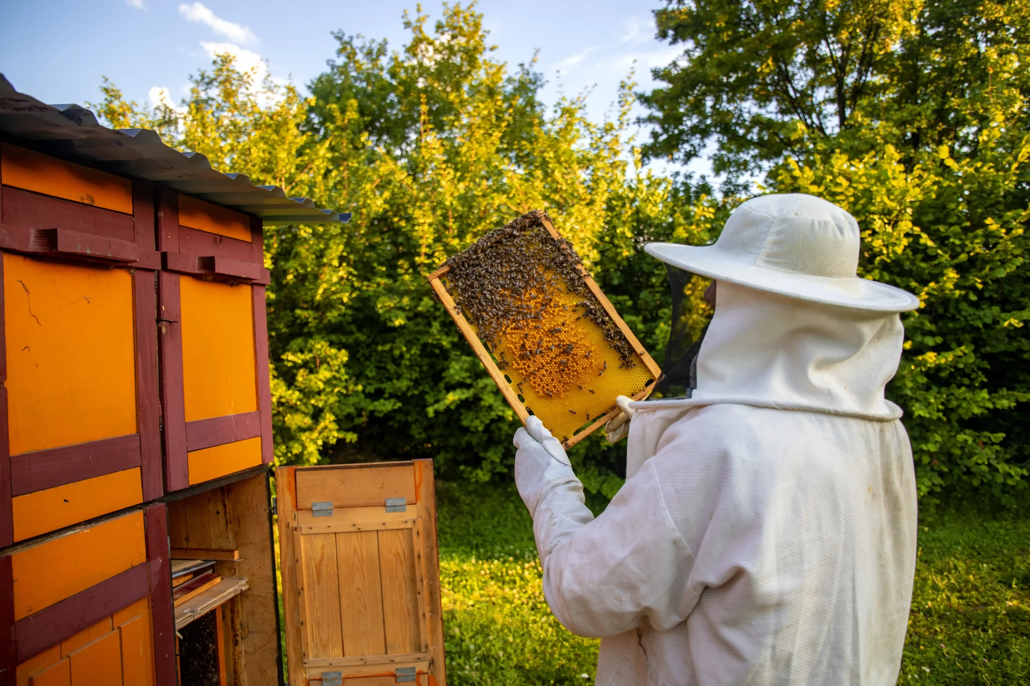 vista-del-apicultor-recogiendo-miel-y-cera-de-abejas
